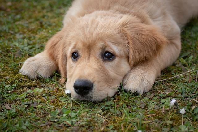 Zajímavé ‌informace o plemeni ‍fene Golden Retriever