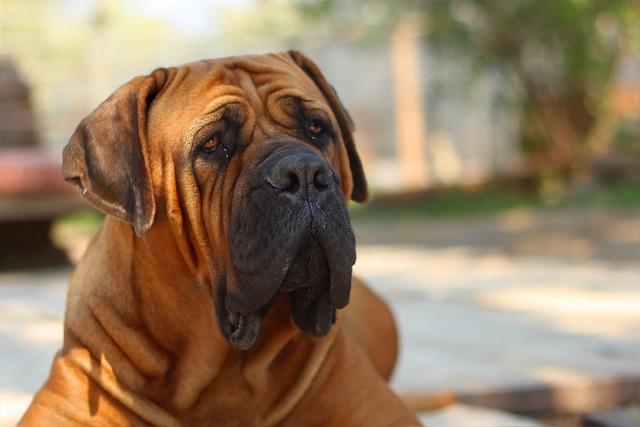 Typické vlastnosti Boerboela: loajalita a inteligence