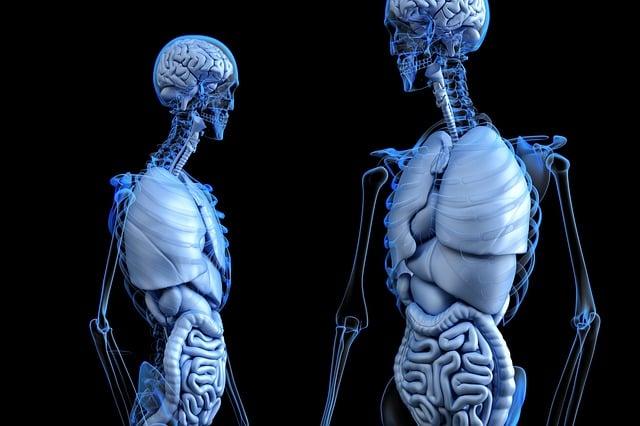 Anatomie lymfatického systému psa