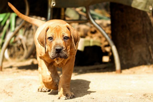 Jak správně vychovat Boerboela: trpělivost a důslednost