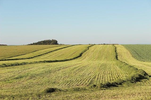Jak podpořit fenu po skončení hárání: Doporučení pro regeneraci