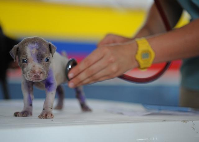 Odborné rady od veterináře: Jak podpořit zdraví feny během hájení