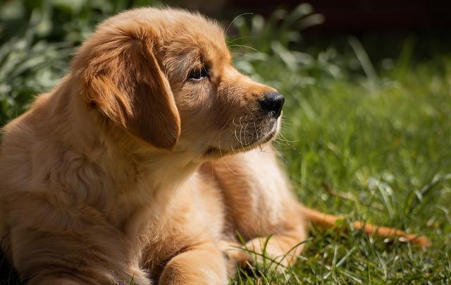 Úžasné⁤ vlastnosti Golden Retrievera, které z něj dělají skvělého společníka