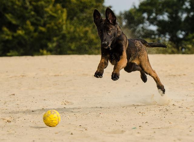 Malinois fena: Charakteristika a historie plemene