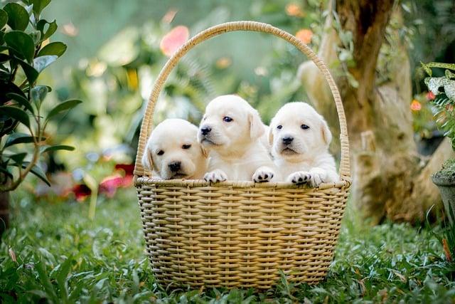 6 kroků pro přípravu domova pro příchod nového Labradora