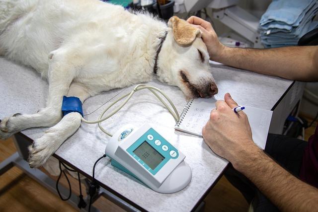 Důležitost veterinárního vyšetření po konzumaci výkalů
