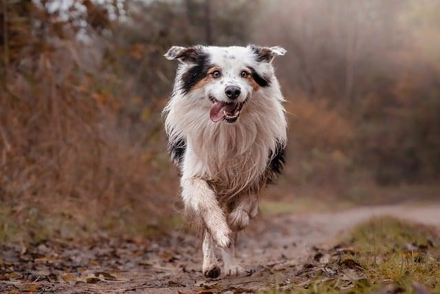 Pokyny pro správnou výživu Border Collie