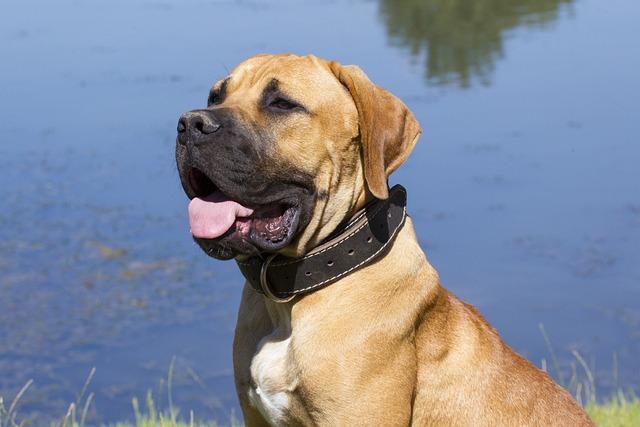 Boerboel fena: Silná a důvěryhodná ochránkyně rodiny