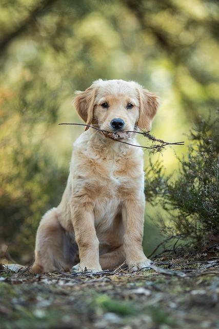 Proč je ⁢fena Golden⁤ Retriever ideálním ​rodinným psem