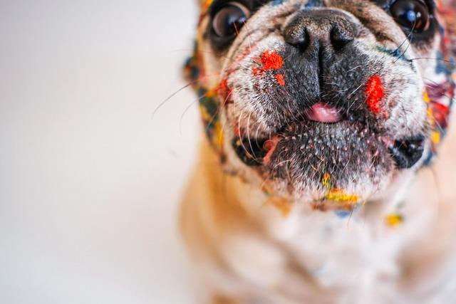 Francouzský buldoček vs. Mops: Kdo je ten pravý pro vás?