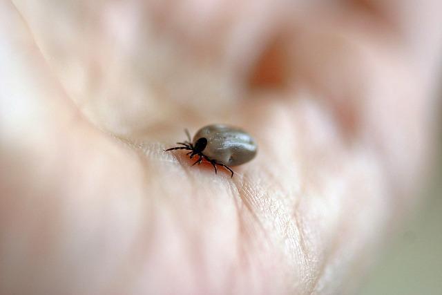 Zdravotní rizika spojená s obezitou ​u ​psů
