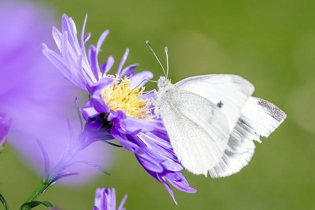 Ochrana zvířat: hvězdní fanoušci podporují adopce