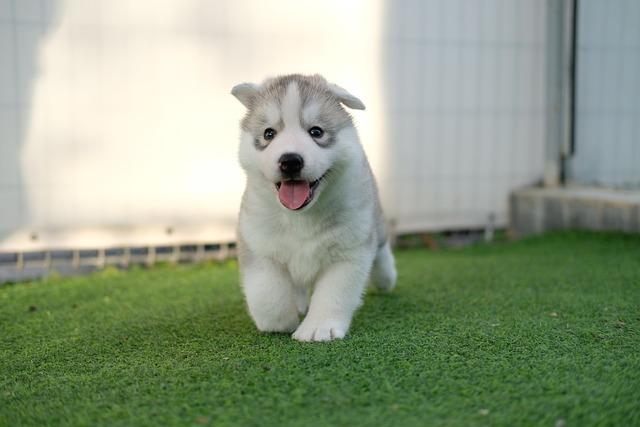 Jak vybrat správného chovatele pomeraniána