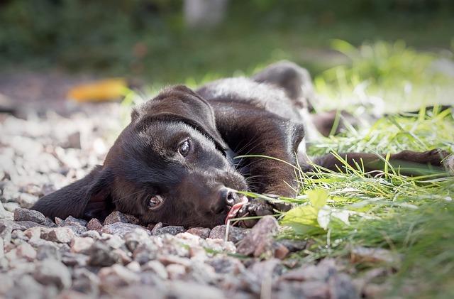 Kříženec mopse a francouzského buldočka ve společnosti ostatních zvířat