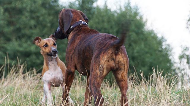 Socializace: Jak jsou Stafordšírský ‌bulteriér a Americký pitbull ‍sociální?
