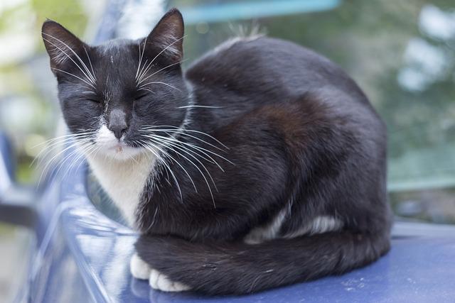 Ideální rodinný pes: Pomeranian a Jorkšírský teriér kříženec