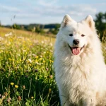 Chlupatý pes: Velký přehled huňatých a dlouhosrstých plemen psů, péče o srst a česání 3 Krásný bílý huňatý samojed v rozkvetlé louce