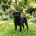 Affenpinscher opičí pinč v zahradě
