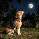 Proč se nepoletí na Měsíc se zvířaty: Historie psích astronautů a moderní mise 2 Proč se nepoletí na Měsíc se zvířaty